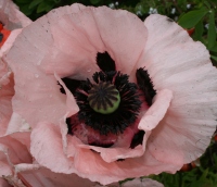Papaver - Abriachan Nurseries